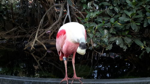 Close-up of bird perching on pink water