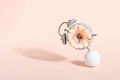 Creative wallpaper with gerbera flower in alarm clock balancing on white ball on pink background