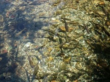 High angle view of fish swimming in water