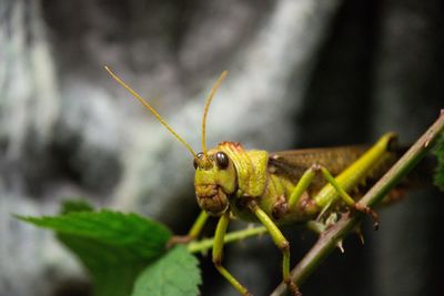 Close-up of grasshopper on plant