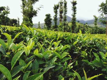 Plants growing in field