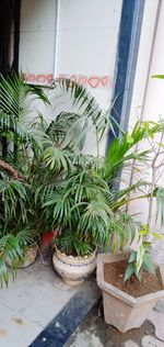 Potted plants on window