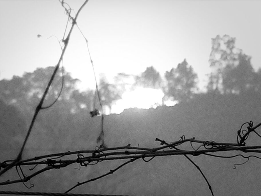 low angle view, branch, silhouette, sky, tree, sun, fence, focus on foreground, clear sky, nature, sunlight, protection, close-up, outdoors, chainlink fence, metal, growth, no people, safety, day