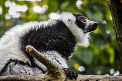 Close-up of a cat looking away