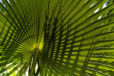 Low angle view of palm tree, close up.