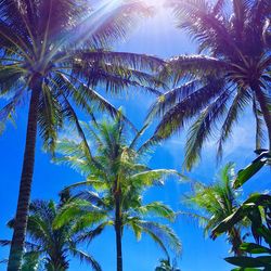 Low angle view of palm trees against blue sky