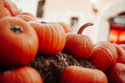 Close-up of pumpkins