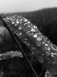 Close-up of wet plant