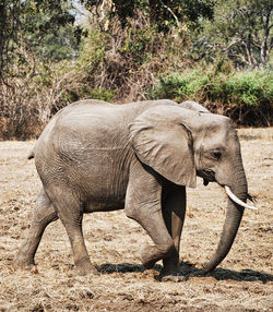 Side view of elephant in sunlight
