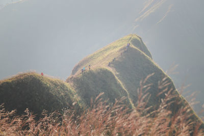 Low angle view of plants on mountain against sky