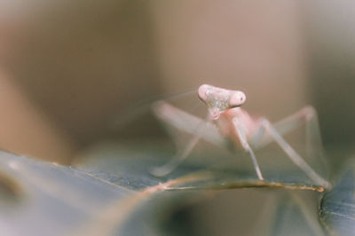 Close-up of insect on water