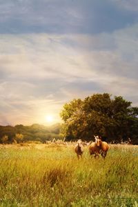 Horses in a field