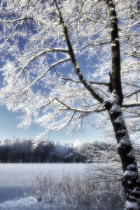 View of trees on snow covered landscape