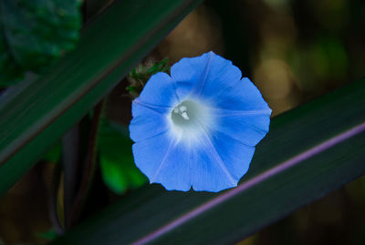 Close-up of purple flowering plant