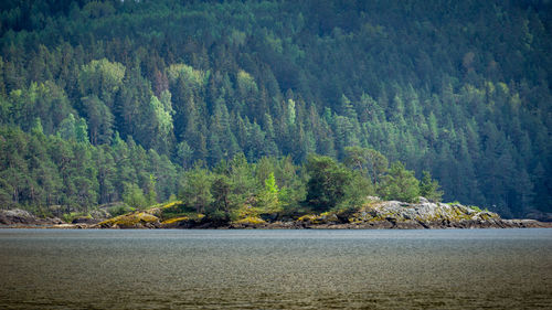 Scenic view of forest by sea