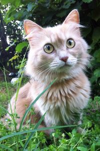 Close-up portrait of cat