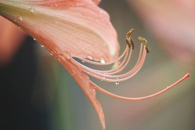 Close-up of raindrops on plant