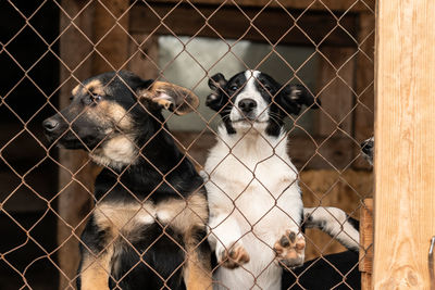 Portrait of dogs on fence