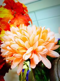 Close-up of orange flowering plant