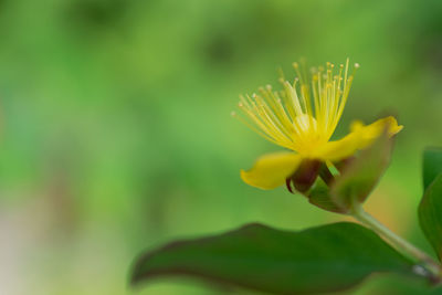 Close-up of yellow flower blooming outdoors