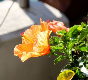 Close-up of yellow flower