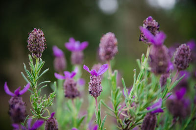 Close-up of purple flowering plants