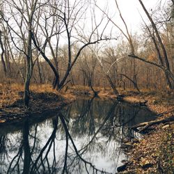 Reflection of trees in lake