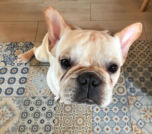 High angle view of dog at home