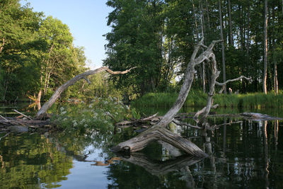 Reflection of trees in lake against sky