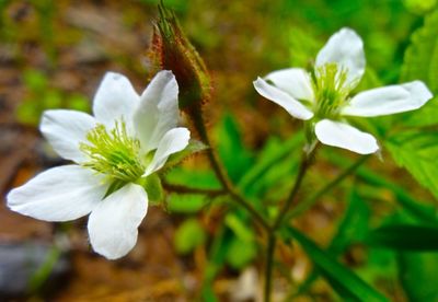 Close-up of white flowers