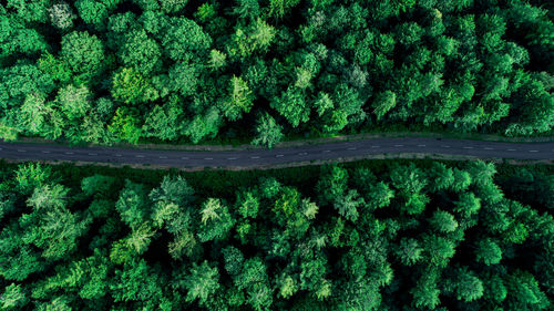 Aerial view of road amidst trees