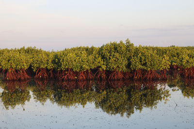 Scenic view of lake by trees against sky