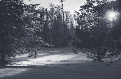 Trees growing on snow covered field