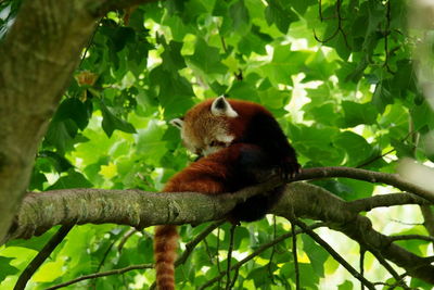 Red panda  in wildlife park