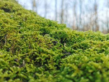 Close-up of moss growing on tree trunk