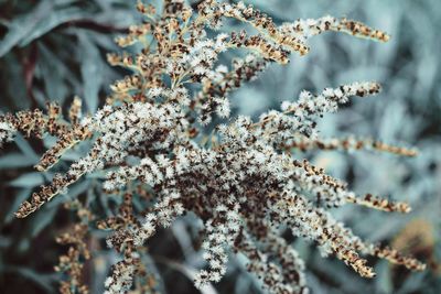 Close-up of frozen flowers on branch