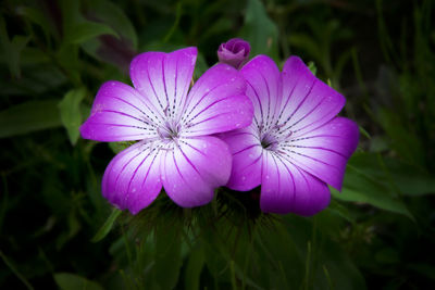 Close-up of purple flowering plant