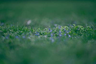 Close-up of grass growing on field