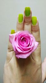 Close-up of hand holding pink rose