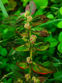 Close-up of flowering plant