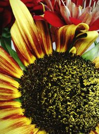 Close-up of sunflower