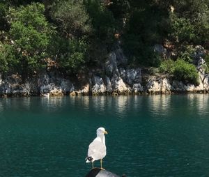 View of swan in sea