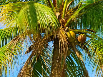 Low angle view of palm trees