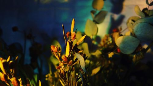 Close-up of yellow flowering plant