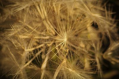 Close-up of dandelion