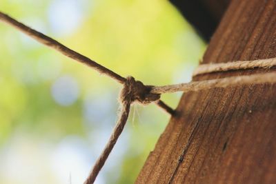 Close up of wood