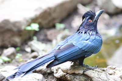 Close-up of bird perching on branch