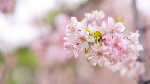 Close-up of pink cherry blossoms