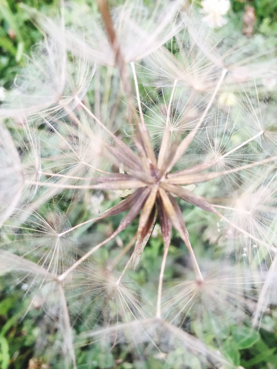 CLOSE-UP OF DANDELION