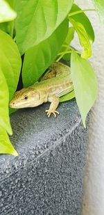 High angle view of lizard